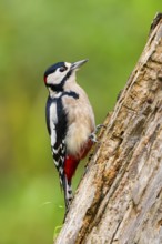 Great spotted woodpecker (Dendrocopos major) sitting on an old wrotten tree trunk in late summer,