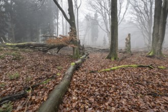 Old beech forest (Fagus sylvatica) in the fog, Emsland, Lower Saxony, Germany