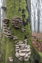 Branched oyster fungus (Pleurotus cornucopiae), on old copper beech (Fagus sylvatica), Emsland,