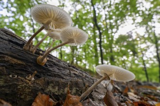 Mushrooms growing on a tree trunk in the forest, seen from below Beech slime fungus, ringed slime