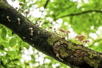 White mushrooms growing decoratively on a piece of tree bark, beech slime fungus, ringed slime
