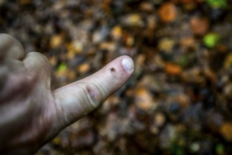 A tick Castor Bean Tick (Ixodes ricinus) crawling on a finger in front of a blurred forest