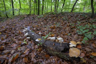 Forest scene with mushrooms on tree trunks and autumn foliage Beech slime mould, ringed slime mould