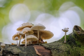 A cluster of mushrooms growing on a tree trunk in a forest Beech slime mould, ringed slime mould