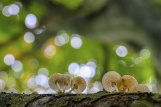 Small mushrooms growing on a tree trunk with a blurred green background Beech slime fungus, ringed