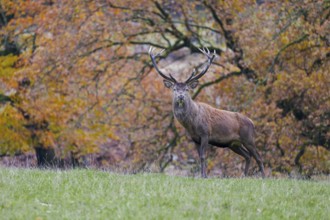 Red deer (Cervus elaphus) in autumn leaves, Lower Saxony, Germany