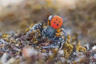 Red tubular spider, Eresus kollari, The Ladybird spider, Saxony-Anhalt, Germany