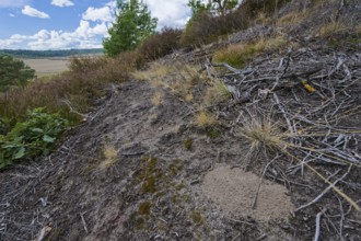 Red tubular spider habitat, Eresus kollari, Ladybird spider habitat, Saxony-Anhalt, Germany