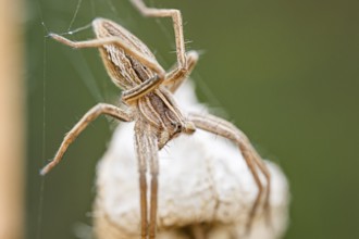 List spider, Pisaura mirabilis, Nursery web spider, Lower Saxony, Germany