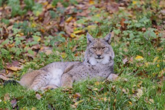 Eurasian lynx (Lynx lynx) in autumn foliage, captive, Lower Saxony, Germany