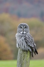 Bearded Owl, Strix nebulosa, Great Grey Owl, Captive, Lower Saxony, Germany