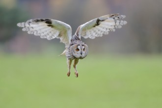 Long-eared owl flying, Asio otus, Long eared Owl flying, Lower Saxony, Germany