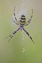 Wasp Spider, Argiope bruennichi, Wasp Spider, Lower Saxony, Germany
