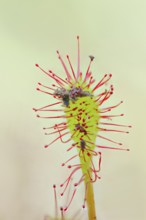 Middle sundew, Drosera intermedia, oblong-leaved sundew, Lower Saxony, Germany