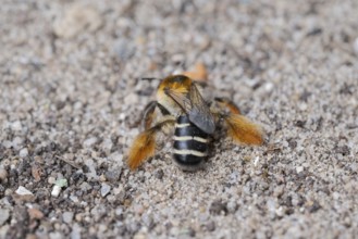 Brown-rumped trouser bee (Dasypoda hirtipes) on sandy soil, Lower Saxony, Germany