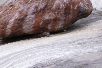 The American Mink (Mustela vison) is a graceful predator that lives by the sea in Norway near Bodø