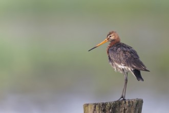 Black-tailed godwit, Limosa limosa, Lower Saxony, Germany