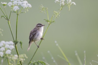 Reed Warbler, Acrocephalus schoenobaenus, Sedge Warbler, Lower Saxony, Germany