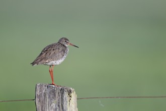 Redshank (Tringa totanus) sitting on a pole, Lower Saxony, Germany