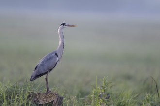 Grey heron (Ardea cinerea) in the morning moor, Lower Saxony, Germany