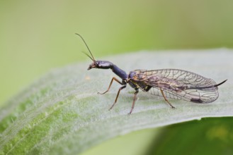 Spotted camel neckfly, Phaeostigma notata, Spotted Snakefly, Lower Saxony, Germany