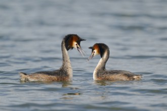 Haubentaucher courtship, Podiceps cristatus, Great crested Grebe courtship, Lower Saxony, Germany
