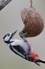 Female Great Spotted Woodpecker, Dendrocopos major, Female Great spotted woodpecker, Lower Saxony,