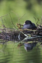 Coot (Fulica atra) breeding on nest, Lower Saxony, Germany