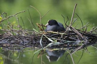 Coot (Fulica atra) breeding on nest, Lower Saxony, Germany