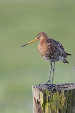 Black-tailed godwit, Limosa limosa, Lower Saxony, Germany