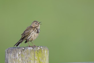 Wiesenpieper, Anthus pratensis, Meadow Pipit, Lower Saxony, Germany