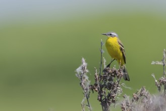 Meadowtail male, Motacilla flava, Male western yellow wagtail, Lower Saxony, Germany