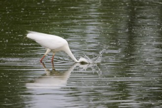 Great Egret Modesta, Ardea alba modesta, European Great White Egret Modesta, Lower Saxony, Germany