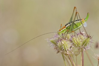 Locust Nymph, Poecilimon mytilenensis, Nymph Mytilene Bright Bush-cricket, Corfu, Greece