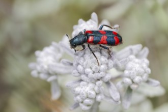 Bee beetle (Trichodes apiarius) on flower, Corfu, Greece