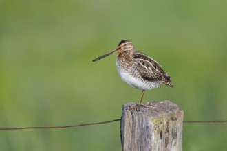 Common snipe (Gallinago gallinago) sitting on a pole, Lower Saxony, Germany