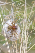 Female nurse's thorn finger, Cheiracanthium punctorium, female Yellow sac spider, Saxony-Anhalt,