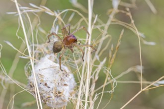 Female nurse's thorn finger, Cheiracanthium punctorium, female Yellow sac spider, Saxony-Anhalt,