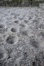 Ant lion hopper, Euroleon nostras, Suffolk Antlion, Lower Saxony, Germany