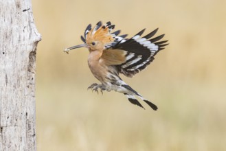 Hoopoe (Upupa epops) Hungary