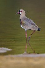 Bird standing in calm water with clear reflection, natural and harmonious scene, Southern Lapwing