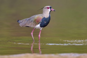 Bird standing upright in water with reflection, strong colours and natural surroundings, Southern