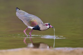 Bird bends over and lets water drip, calm environment with harmonious colours, Southern Lapwing