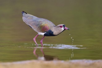 Bird on water bank with drops, vivid colours and calm atmosphere, Southern Lapwing (vanellus