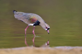 Bird leaning forward over the river for a drink of water, Southern Lapwing (vanellus chilensis),