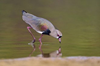 Bird bends down to drink, its reflection appears in the water, Southern Lapwing (vanellus