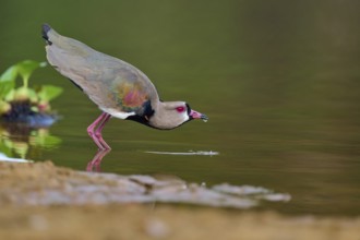 Bird bends down to drink at the water's edge, reflection visible in the river, Southern Lapwing