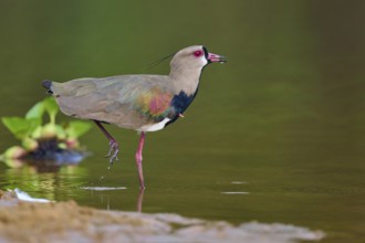 Bird in the water, lifting one leg while looking for food, Southern Lapwing (vanellus chilensis),
