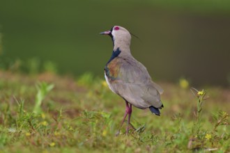 Bird in side view in a meadow in natural surroundings, Southern Lapwing (vanellus chilensis), Rio