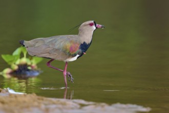 Bird standing in the water with its leg raised, attracting attention, Southern Lapwing (vanellus